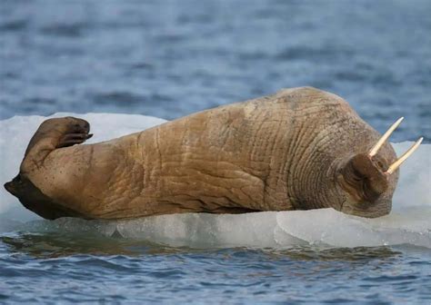 Walrus Behavior - AnimalBehaviorCorner