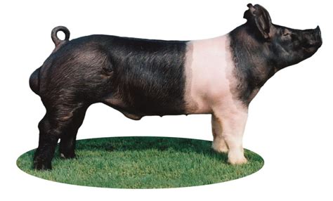 Top Eight Major Swine Breeds - Pork Checkoff