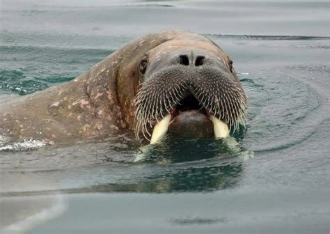 Walrus Behavior - AnimalBehaviorCorner