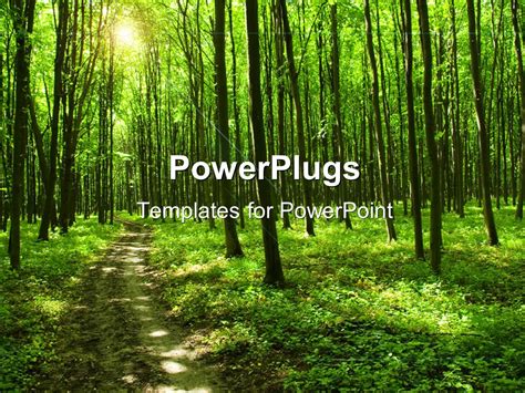 PowerPoint Template: path in green forest with huge trees and sunlight (14952)