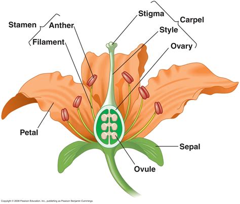 Biology: Reproduction in Flowering Plants