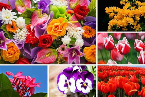 Types Of Flowers With Pictures