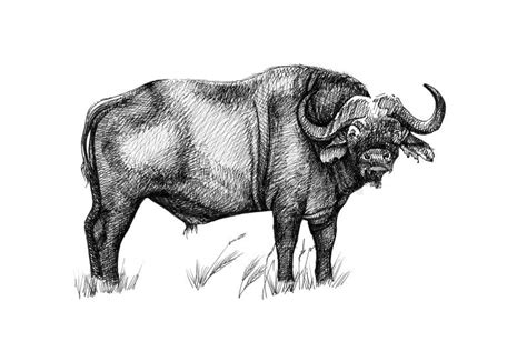 Buffalo. Sketch with Pencil Stock Illustration - Illustration of national, face: 106580404