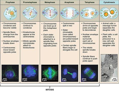 13 best Cell Division images on Pinterest | Division, Cell biology and Mitosis