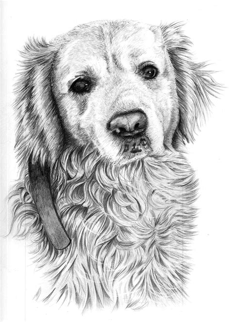 Dog Portrait in Pencil | Pencil Sketch Portraits