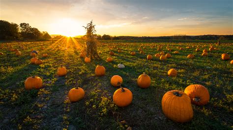 Pumpkin patch on a late afternoon in early autumn - Travel Tips | Travel Advice from Travel Experts