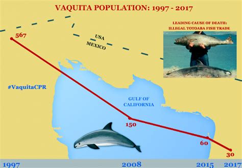 Vaquita Porpoise – "OCEAN TREASURES" Memorial Library