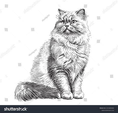 13,987 Realistic Cat Drawing Images, Stock Photos, 3D objects, & Vectors | Shutterstock