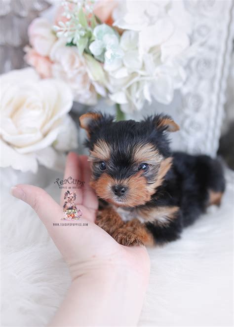 Teacup Yorkie #286 | Teacup Puppies & Boutique