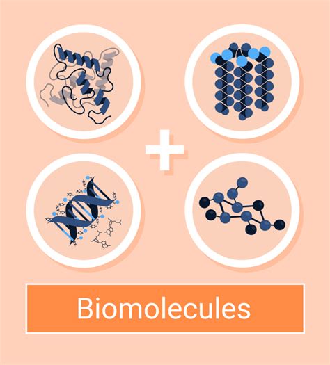 Biomolecules: Types and Functions - Conduct Science