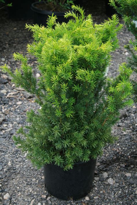 YEW HICKS For Sale in Boulder Colorado