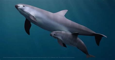 Save the Vaquita Porpoise — Porpoise Conservation Society