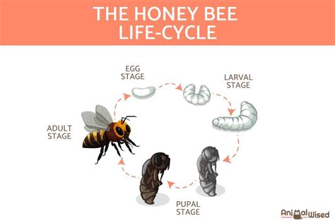 The Life Cycle of Honey Bees - Queen, Worker, and Drone