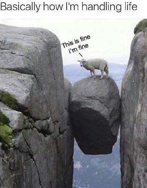 15 Sheep Memes Will Have You Giggling All Day | Funny animals, Funny pictures, Funny gif