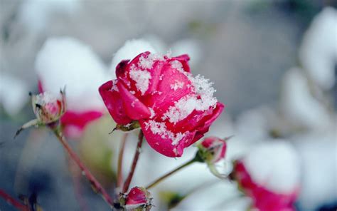 Flowers in Snow Wallpapers - Top Free Flowers in Snow Backgrounds - WallpaperAccess