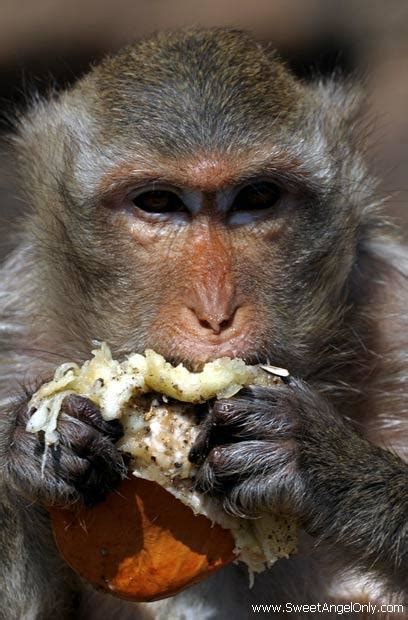 funny_picture_funny_monkey_eating_burger - Frum Satire