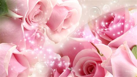 Light Pink Rose Flowers Wallpaper