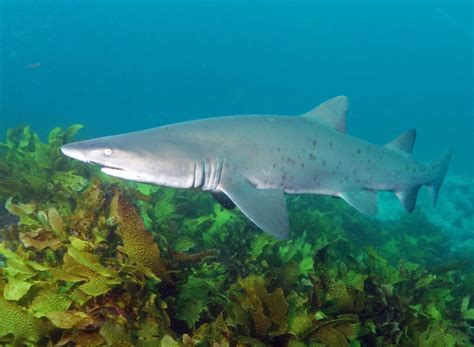 Critically Endangered Grey Nurse Shark Habitat Protection Slashed - Australian Marine ...