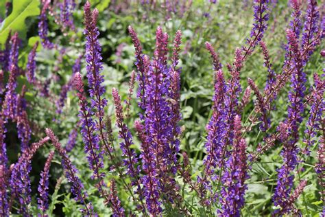 10 Popular Species of Salvia Plants