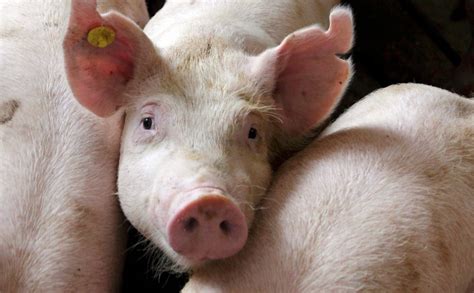 How To Reap Millions From Pig Farming BusinessKuza Blog | Kuza Blog