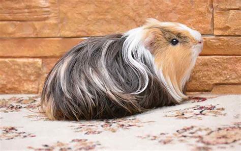 Guinea Pig Cage Size Guide - The Best Indoor Guinea Pig Cages