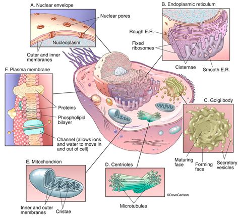 Animal Cell Organelles | | Carlson Stock Art