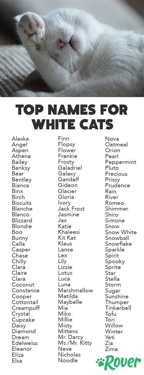 115 Best White Cat Names for 2019 White Kittens, Cats And Kittens, Cats Bus, Ragdoll Kittens ...