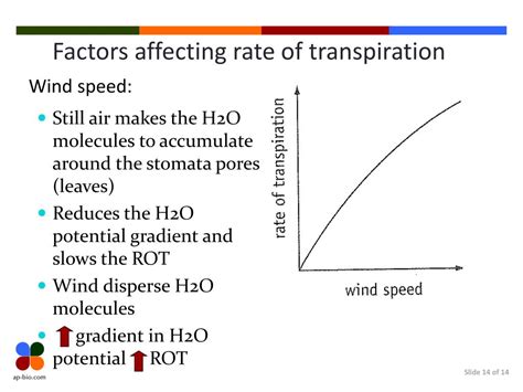 PPT - Xerophytes & Transpiration Factors PowerPoint Presentation - ID:2164697