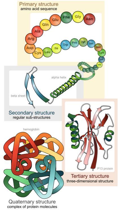 Tertiary Structure of Proteins Tutorial | Sophia Learning