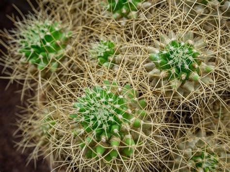 Premium Photo | A group of tropical cacti grows in a botanical garden