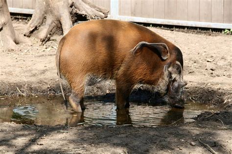 Red river hog - ZooChat