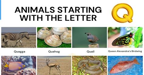 Animals Beginning With The Letter Q / Animals Starting With P Q R Learn Animal Words That Start ...