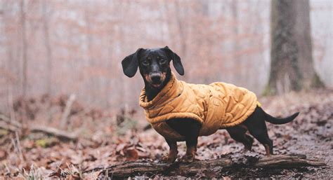 Essential Winter Dog Walking Gear