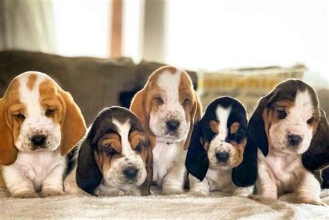 How Much Are Basset Hound Puppies