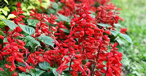 Salvia Gardening Australia | Fasci Garden