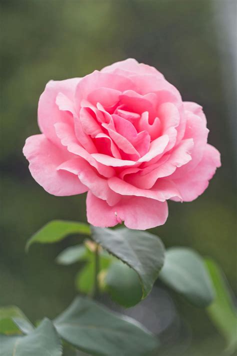 Pink Rose · Free Stock Photo