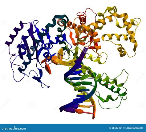 DNA Polymerase Stock Photography | CartoonDealer.com #32799896