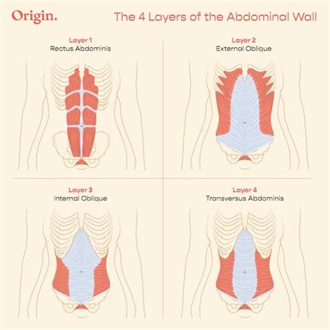 Deep Core Anatomy: How Your Abs Work with Your Pelvic Floor | Origin