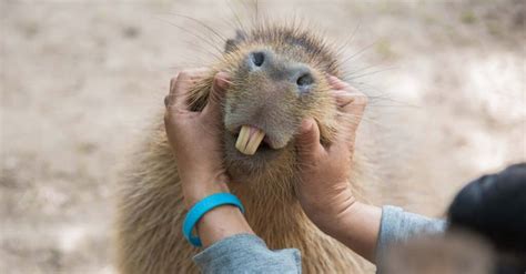 The Fascinating Relationship Between Crocodiles and Capybaras - Baby Capybara