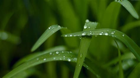 1920x1080 resolution | wet green leave grass outdoor HD wallpaper | Wallpaper Flare