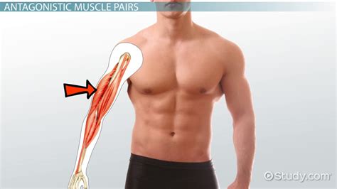 Agonist And Antagonist Muscles Shoulder Abduction - cloudshareinfo