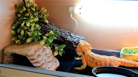 Diy Bearded Dragon Terrarium / 30 DIY Bearded Dragon Terrarium Ideas That Are Absolutely ...