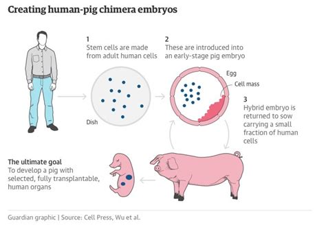 Pig-Human Hybrid Successfully Created by Scientists | The Freaky