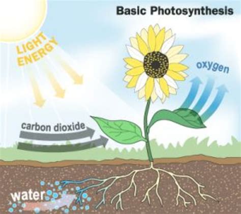 How Do Plants Maximize Photosynthesis at Terry Fanelli blog