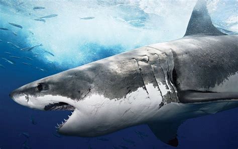 Great White Shark Wallpapers HD - Wallpaper Cave