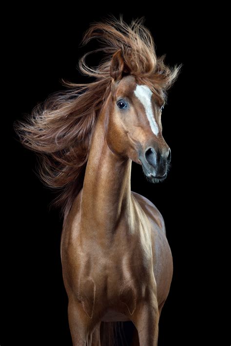 "Horsestyle" by Wiebke Haas | World Photography Organisation