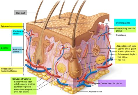 Root Hair Plexus Diagram - Best Hairstyles Ideas for Women and Men in 2023