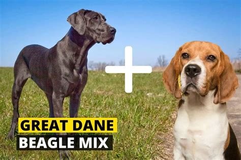 Beagle Great Dane Mix - Health, Skills, Personality - Beagle Care