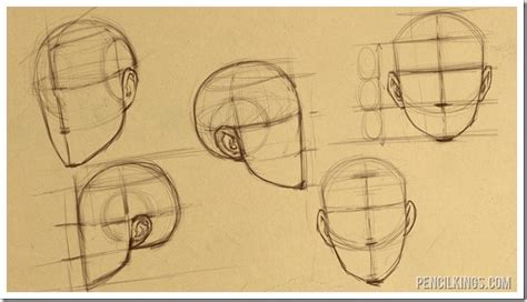 Face Proportion Drawing at GetDrawings | Free download