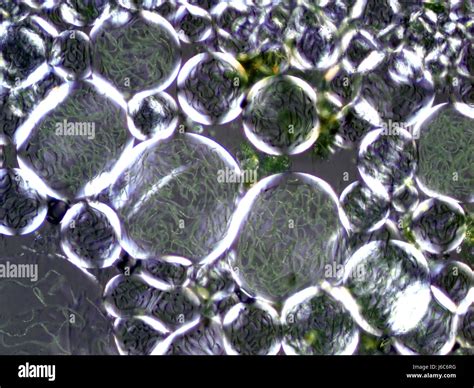 Cyanobacteria microscope hi-res stock photography and images - Alamy